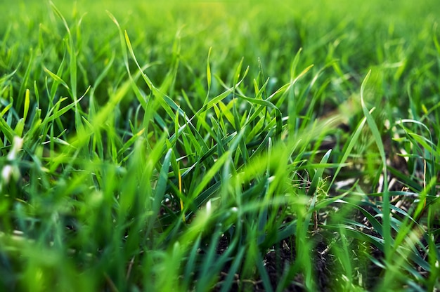 Garden grass, rural place