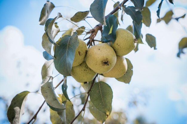 Garden green apples