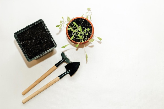 Garden hand tools a pot with a seedling plant