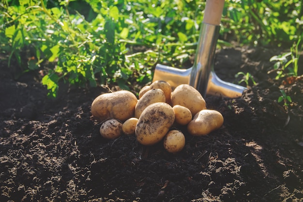 The garden harvest a potato crop with a shovel. 