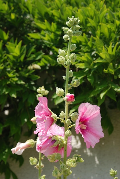 Malvarosa da giardino lcea althea rosea