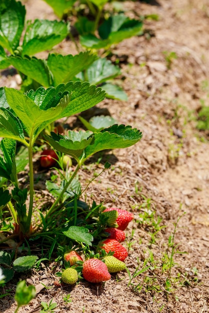 Garden is full of ripe organic strawberries