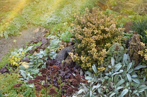 Garden landscape design Rock garden with autumn flowers