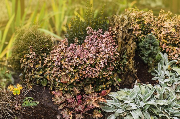 Garden landscape design Rock garden with autumn flowers