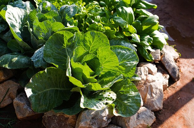 A garden of lettuce and other vegetables