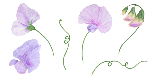 Foto l'illustrazione ad acquerello di lathyrus, lilac di giardino, viola rosa, pittura botanica disegnata a mano, schizzo floreale