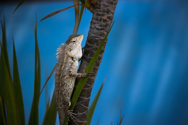 Garden lizard Or also known as Oriental Plant Lizard on the branch of a plant