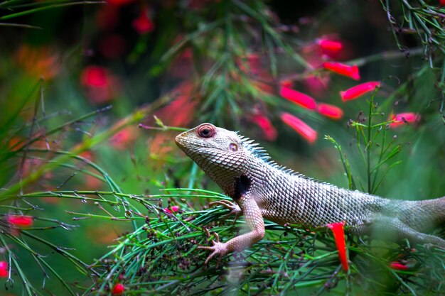 Garden lizard on the branch of a plant in its natural habitat