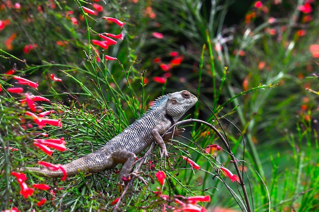 Garden lizard on the branch of a plant in its natural habitat