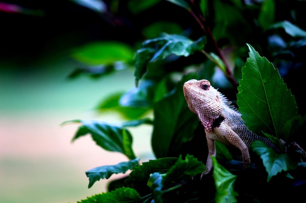 Garden lizard on the branch of a plant in its natural habitat