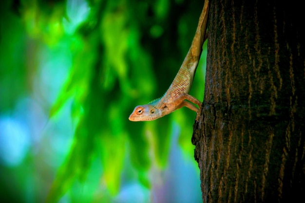 Garden lizard on the tree trunk