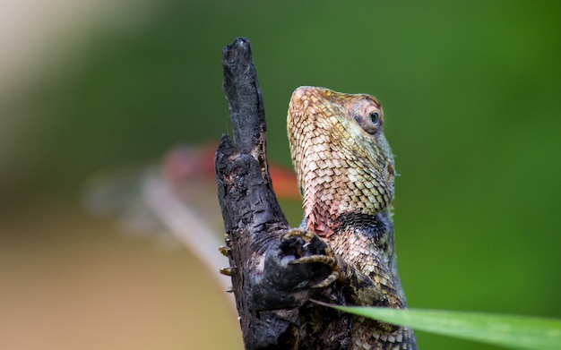 Garden Lizard