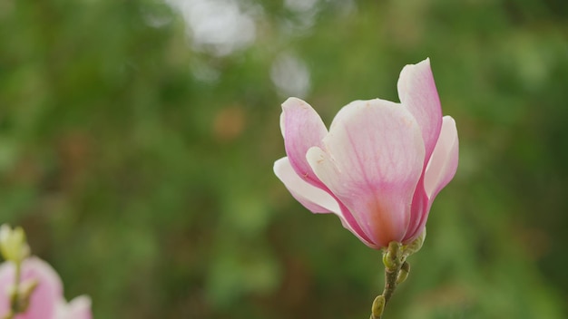 Garden magnolia blossomed on sky background amazing magnificent nature natural abstract background