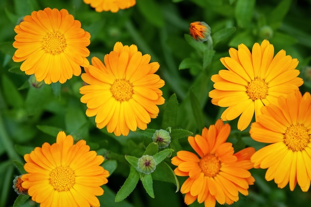 Цветы садовые календулы (Calendula officinalis), вид сверху