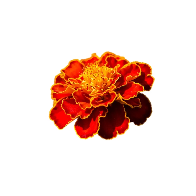 ガーデン・マリゴールド 白い背景に赤とオレンジの花びらが付いた単一のマリゴード