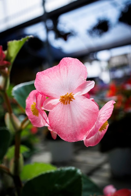 ガーデンオアシス 保育園からの生花