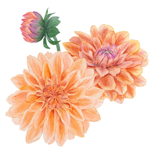 Garden orange dahlia watercolor illustration Hand drawn botanical painting floral sketch Colorful flower clipart for summer or autumn design of wedding invitation prints greetings sublimation textile