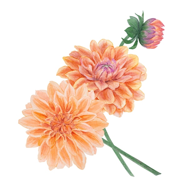 정원 오렌지 달리아 수채화 일러스트레이션 손으로 그려진 식물 그림 꽃 스케치 여름 또는 가을을위한 다채로운 꽃 클리파트 결혼 초대 인쇄 인쇄 인사 인상 섬유