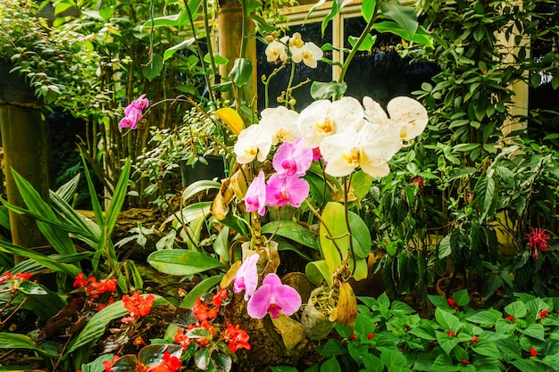 Garden of orchids in Thailand, great variety of colors