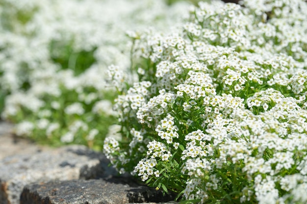 庭の花壇に花イベリア苦い傘を持つ庭の観賞用草