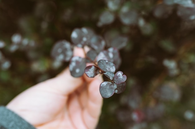 庭の観葉植物