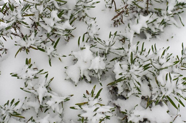 Arbusti ornamentali da giardino sotto la neve bianca. foto dello studio.