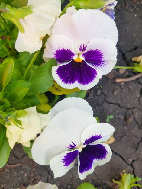 Garden pansies with purple and white petals Viola tricolor pansies on a flower bed