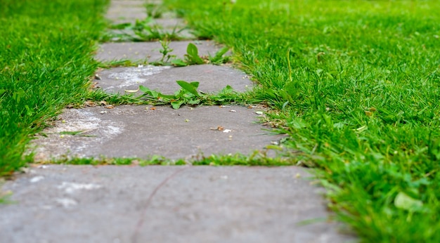 A garden path was made of concrete tiles, stretching into the distance in close-up, in the seams of which weeds grow, and around the green grass.