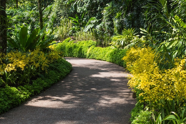 Garden path with orchids