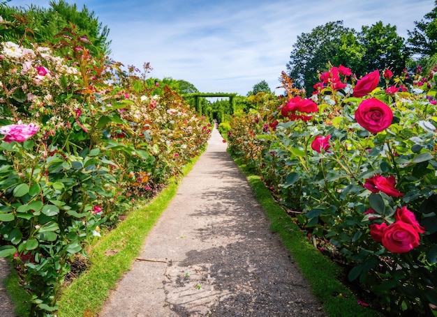 Foto un paesaggio di sentiero di giardino