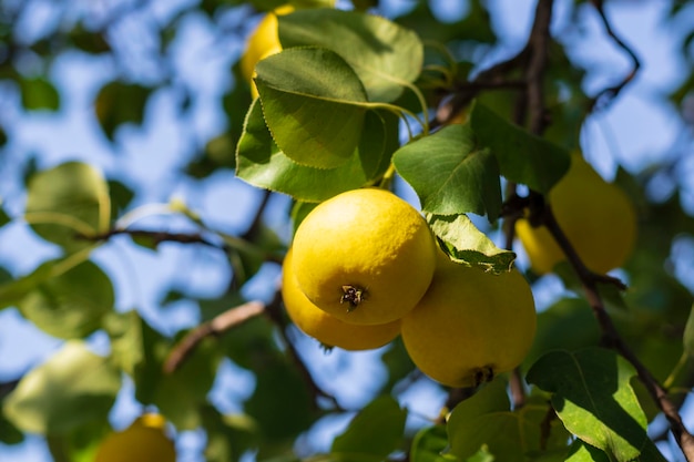 In the garden pears ripen on a tree branch Selective focus on a pear against the backdrop of beautiful bokeh