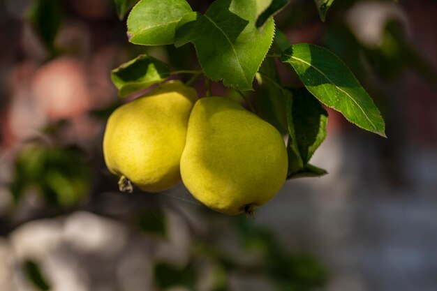 In the garden pears ripen on a tree branch Selective focus on a pear against the backdrop of beautiful bokeh