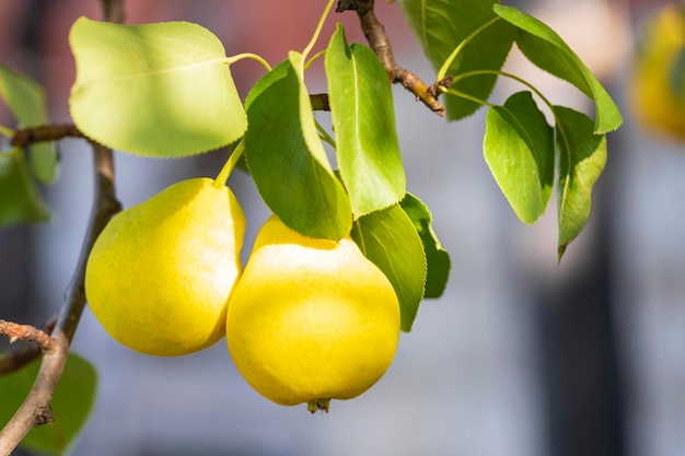 In the garden pears ripen on a tree branch Selective focus on a pear against the backdrop