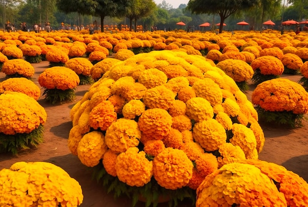 Garden of people in bloom marigold