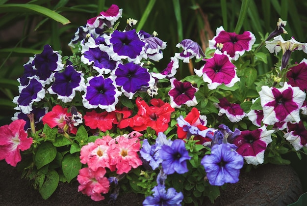 Garden petunias Petunia hybrida purple red blue white flowers in backyard flowerbed