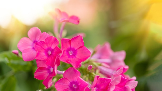 Garden phlox bright summer flowers. Blooming branches of phlox in the garden on a sunny day.