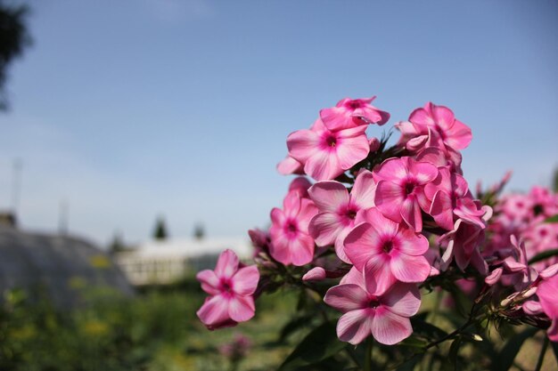 Foto fiori rosa da giardino