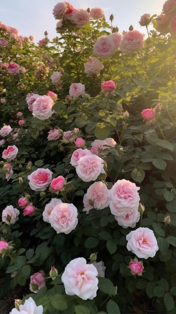 A garden of pink roses with the sun shining on it.