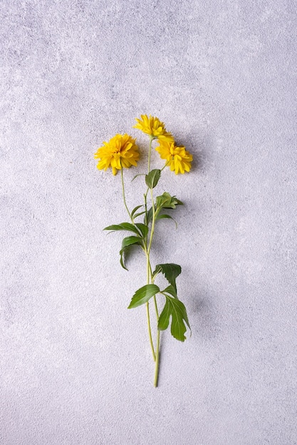 Garden plant Rudbeckia laciniata officinalis on gray plaster