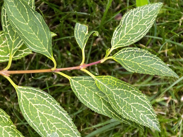 Photo garden plant with variegated leaves of yellow and green garden decoration branch of a bush