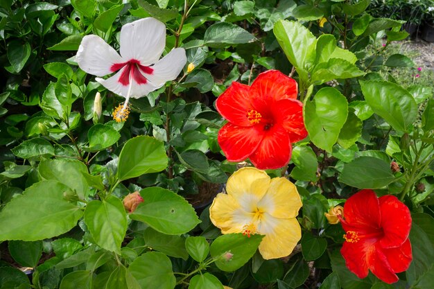 緑の葉の庭の植物の自然の背景、ストックフォト