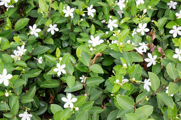 緑の葉の庭の植物の自然の背景、ストックフォト