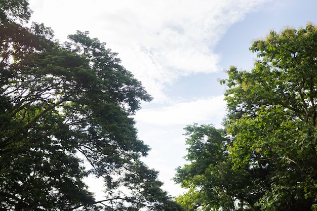 緑の葉の庭の植物の自然の背景、ストックフォト