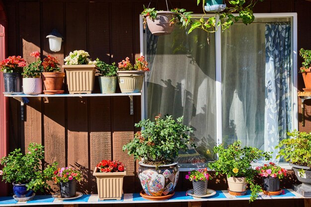 家の外の棚に花が咲く植木鉢