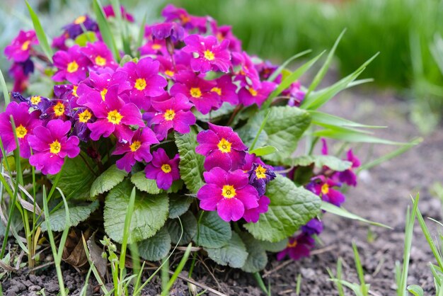 写真 庭の春に花が ⁇ いた庭のプリムローズ