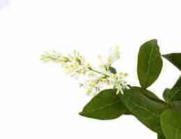 Photo garden privet ligustrum ovalifolium flowers white background studio shot