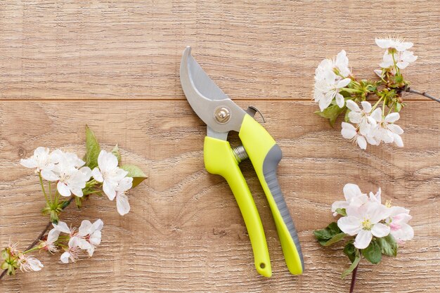 Garden pruner and branch of cherry tree with flowers on wooden boards