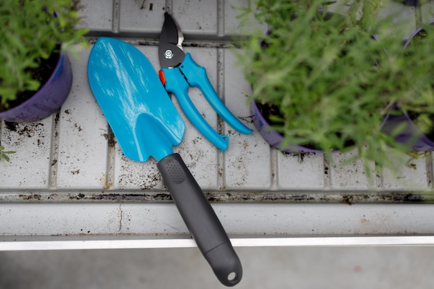 Garden pruner and trowel lie on a rack between pots of lavender