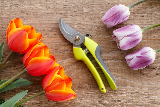 Garden pruner and tulip flowers on wooden boards