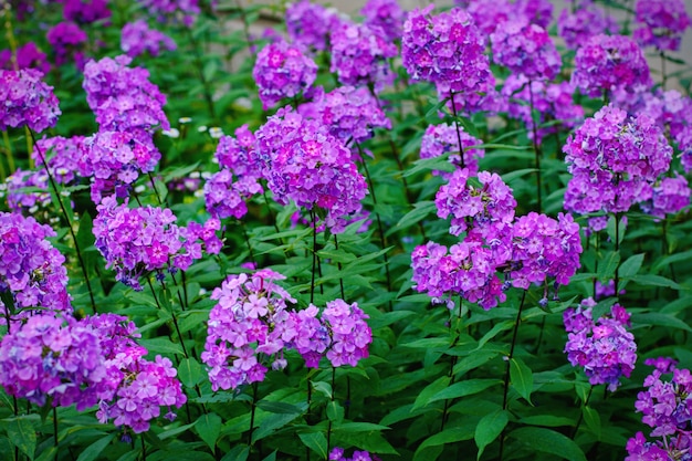 정원 보라색 플록스 (Phlox paniculata), 생생한 여름 꽃